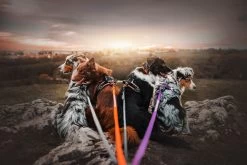 Non-stop Dogwear Non Stop Dogwear Line Harnas Fel Oranje -Sport Verkoop f3912358c65d0635f4ca5bfd388db72a35b001cd