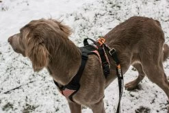 Non-stop Dogwear Non Stop Dogwear Strong Leash Looplijn 8 Non-stop Dogwear Non Stop Dogwear Strong Leash Looplijn -Sport Verkoop fb8e319a74aadc64e66918bf6281c7e583654346