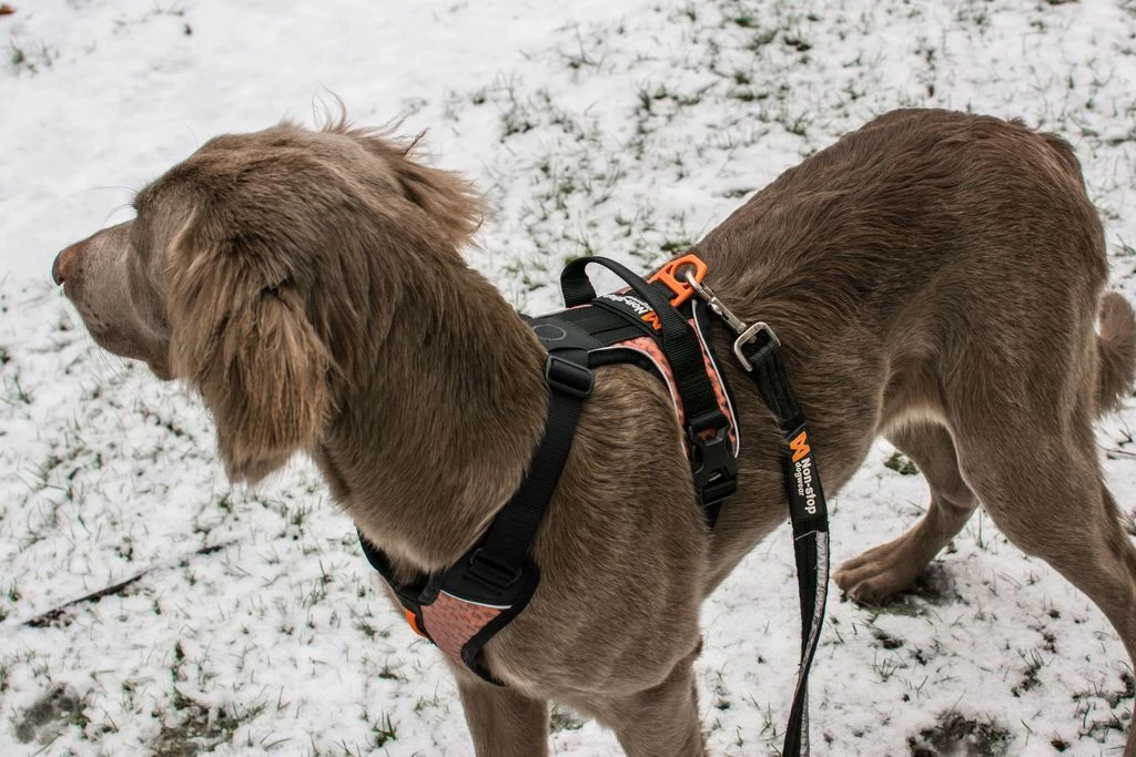 Non-stop Dogwear Non Stop Dogwear Strong Leash Looplijn 5 Non-stop Dogwear Non Stop Dogwear Strong Leash Looplijn - Afbeelding 3