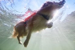 Non-stop Dogwear Non Stop Protector Life Jacket Zwemvest -Sport Verkoop fc433158aeea3a0958922ccae36aa48f09e258e6