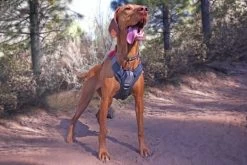 Ruffwear Brush Guard Buikbeschermer -Sport Verkoop fe8e6a43936dbe4a9f970657e4441ba38cdc5219